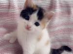 Sweet Calico - Polydactyl Cat For Sale - Vancouver&comma; WA&comma; US
