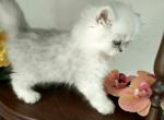 Quin Persian Female Kittens - Persian Kitten For Sale - 