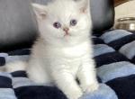 Aspen - British Shorthair Cat For Sale - OR&comma; US