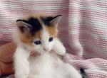Calico sweetheart - Domestic Cat For Sale - Vancouver&comma; WA&comma; US