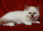 Chocolate Mitted Female in Maggie's Litter - Ragdoll Cat For Sale - Sumter&comma; SC&comma; US
