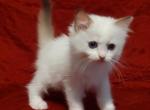 Chocolate Bicolor Lynx Female in Dandy Lion's Litt - Ragdoll Cat For Sale - Sumter&comma; SC&comma; US