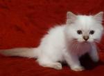 Seal Lynx Point Male in Dandy Lion's Litter - Ragdoll Cat For Sale - Sumter&comma; SC&comma; US