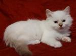 Chocolate Lynx Mitted Male in Dandy Lion's Litter - Ragdoll Cat For Sale - Sumter&comma; SC&comma; US