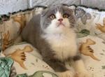 Fuji - Scottish Fold Cat For Sale - Glendale&comma; CA&comma; US