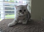Aaron - Scottish Straight Cat For Sale - Holland&comma; PA&comma; US