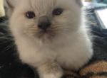 Blue Mitted Female - Ragdoll Cat For Sale - Pittsfield&comma; MA&comma; US