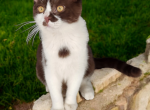 Twix - Munchkin Cat For Sale - Neosho&comma; MO&comma; US