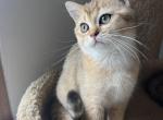 Leo - British Shorthair Cat For Sale - Renton&comma; WA&comma; US