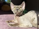U - Devon Rex Cat For Sale - Philadelphia&comma; PA&comma; US