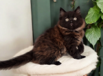 Aries - Persian Cat For Sale - Neosho&comma; MO&comma; US