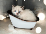 Finn - Munchkin Cat For Sale - Neosho&comma; MO&comma; US