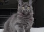 Leonard Polydactyl - Maine Coon Cat For Sale - Hollywood&comma; FL&comma; US