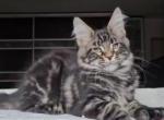 Lukas Polydactyl - Maine Coon Cat For Sale - Hollywood&comma; FL&comma; US