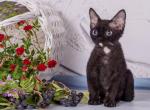 Nuar - Devon Rex Cat For Sale - Norwalk&comma; CT&comma; US