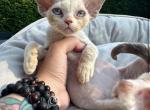 Steve - Devon Rex Cat For Sale - Norwalk&comma; CT&comma; US