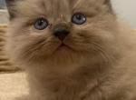 Joey - Ragdoll Cat For Sale - Saugerties&comma; NY&comma; US
