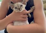 Scott - Devon Rex Cat For Sale - Norwalk&comma; CT&comma; US