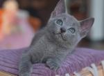 Jagoda - Russian Blue Cat For Sale - Hollywood&comma; FL&comma; US