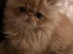 Red female - Persian Cat For Sale - Clay&comma; PA&comma; US