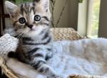 Scottish Straight Kittens - Scottish Straight Cat For Sale - Los Angeles&comma; CA&comma; US