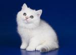 Silver shaded ns 11 british shorthair - British Shorthair Kitten For Sale - CA&comma; US