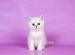 Carmen silver shaded british boy with emerald eyes - British Shorthair Cat For Sale - CA&comma; US