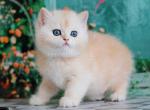Gideon silver sunshine british shorthair boy - British Shorthair Cat For Sale - CA&comma; US