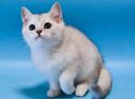 Kevin silver shaded scottish straight boy - Scottish Straight Cat For Sale - CA&comma; US
