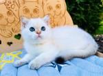Finly blue eyed angel scottish straight boy - Scottish Straight Cat For Sale - CA&comma; US