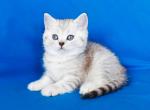 Omen silver scottish straight chunky boy - Scottish Straight Cat For Sale - CA&comma; US