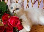 Funtik british shorthair chinchilla point - British Shorthair Cat For Sale - CA&comma; US