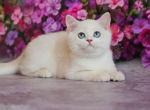 Edgar british shorthair black golden shell - British Shorthair Cat For Sale - CA&comma; US