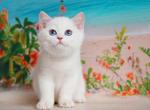 Ernest british shorthair golden chinchilla point - British Shorthair Cat For Sale - CA&comma; US