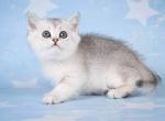 Vulcan silver ticked boy ns 25 british shorthair - Scottish Straight Cat For Sale - CA&comma; US
