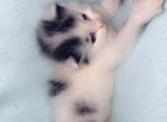 Fluffy poly - Polydactyl Cat For Sale - Vancouver&comma; WA&comma; US