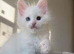 Hugo - Maine Coon Cat For Sale - Miami&comma; FL&comma; US
