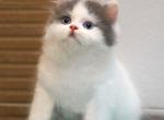 Ken - Scottish Fold Cat For Sale - Hollywood&comma; FL&comma; US