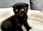 Bagheera - Scottish Fold Cat For Sale - Woodland Park&comma; CO&comma; US