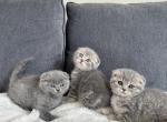 Scottish fold - Scottish Fold Cat For Sale - Woodland Park&comma; CO&comma; US