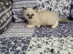 Ragdoll Kittens - Ragdoll Cat For Sale - Bigmount&comma; PA&comma; US