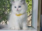 Blaze - Ragdoll Cat For Sale - Temple City&comma; CA&comma; US