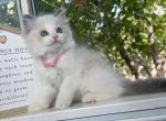 Matcha - Ragdoll Cat For Sale - Temple City&comma; CA&comma; US