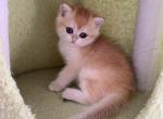 Stella - British Shorthair Cat For Sale - Brooklyn&comma; NY&comma; US