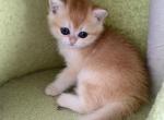 Stella - British Shorthair Cat For Sale - New York&comma; NY&comma; US