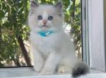 Merle - Ragdoll Cat For Sale - Temple City&comma; CA&comma; US