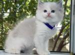 Tammy - Ragdoll Cat For Sale - Temple City&comma; CA&comma; US