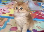 John longhaired - British Shorthair Cat For Sale - New York&comma; NY&comma; US