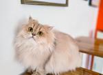 Rachel - Scottish Straight Cat For Sale - Levittown&comma; PA&comma; US