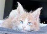 Edison - Maine Coon Cat For Sale - Miami&comma; FL&comma; US